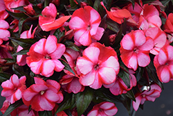 Infinity Blushing Crimson New Guinea Impatiens (Impatiens hawkeri 'Kiamuna') at Canadale Nurseries