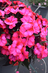 Infinity Blushing Lilac New Guinea Impatiens (Impatiens hawkeri 'Visinfblla') at Canadale Nurseries