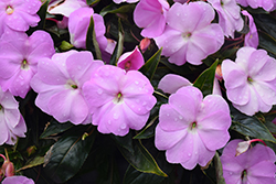 Infinity Lavender New Guinea Impatiens (Impatiens hawkeri 'Infinity Lavender') at Canadale Nurseries