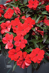 Infinity Red New Guinea Impatiens (Impatiens hawkeri 'Vinfsalbis') at Canadale Nurseries