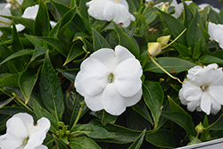 Infinity White New Guinea Impatiens (Impatiens hawkeri 'Visinfwhiimp') at Canadale Nurseries