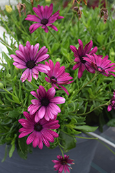Bright Lights Purple African Daisy (Osteospermum 'Bright Lights Purple') at Canadale Nurseries