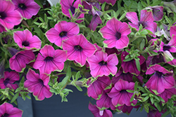 Supertunia Picasso In Purple Petunia (Petunia 'Supertunia Picasso In Purple') at Canadale Nurseries
