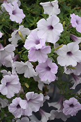Supertunia Silver Petunia (Petunia 'Petwiblv') at Canadale Nurseries