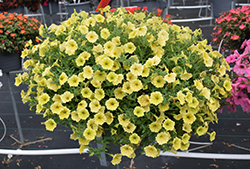 Supertunia Mini Vista Yellow Petunia (Petunia 'Supertunia Mini Vista Yellow') at Canadale Nurseries