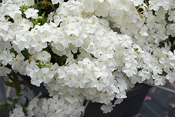 Intensia White Annual Phlox (Phlox 'DPHLOX866') at Canadale Nurseries