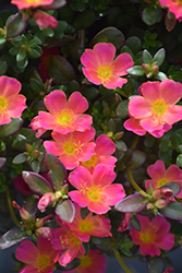Mojave Pink Portulaca (Portulaca grandiflora 'Mojave Pink') at Canadale Nurseries