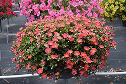 Mojave Pink Portulaca (Portulaca grandiflora 'Mojave Pink') at Canadale Nurseries