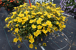 Mojave Yellow Portulaca (Portulaca grandiflora 'Mojave Yellow') at Canadale Nurseries
