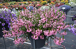 Whirlwind Pink Fan Flower (Scaevola aemula 'Whirlwind Pink') at Canadale Nurseries