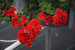 Superbena Royale Red Verbena (Verbena 'AKIV5-4') at Canadale Nurseries