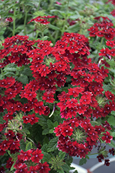 Superbena Royale Romance Verbena (Verbena 'RIKAV38602') at Canadale Nurseries