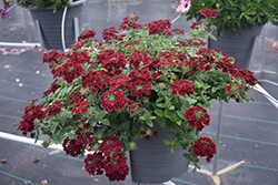 Superbena Royale Romance Verbena (Verbena 'RIKAV38602') at Canadale Nurseries