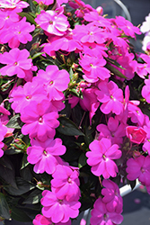 SunPatiens Compact Lilac New Guinea Impatiens (Impatiens 'SakimP063') at Canadale Nurseries