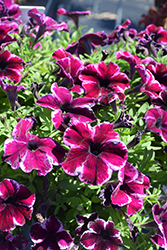 Crazytunia Cosmic Pink Petunia (Petunia 'Crazytunia Cosmic Pink') at Canadale Nurseries