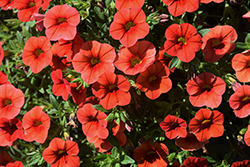 Cabaret Orange Calibrachoa (Calibrachoa 'Balcaborim') at Canadale Nurseries