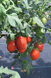 Little Napoli Tomato (Solanum lycopersicum 'Little Napoli') at Canadale Nurseries