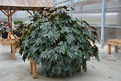 Pegasus Begonia (Begonia 'Pegasus') at Canadale Nurseries