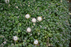 String Of Pearls (Senecio rowleyanus) at Canadale Nurseries