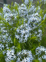 String Theory Blue Star (Amsonia 'String Theory') at Canadale Nurseries