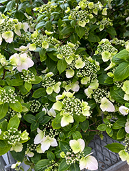 Fairytrail Bride Cascade Hydrangea (Hydrangea 'USHYD0405') at Canadale Nurseries
