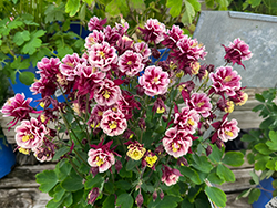 Winky Double Red And White Columbine (Aquilegia 'Winky Double Red And White') at Canadale Nurseries