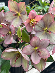 HGC Ice N' Roses Rose Hellebore (Helleborus 'COSEH 4200') at Canadale Nurseries