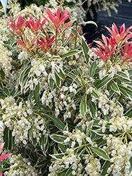 Flaming Silver Japanese Pieris (Pieris japonica 'Flaming Silver') at Canadale Nurseries