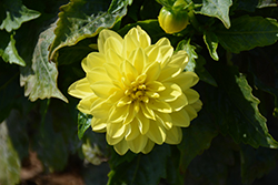 Dahlinova Hypnotica Yellow Dahlia (Dahlia 'Hypnotica Yellow') at Canadale Nurseries