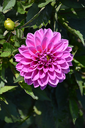 Dahlinova Hypnotica Lavender Dahlia (Dahlia 'Hypnotica Lavender') at Canadale Nurseries