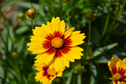 Solanna Sunset Bright Tickseed (Coreopsis grandiflora 'Solanna Sunset Bright') at Canadale Nurseries