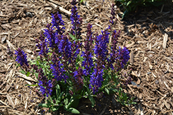 Dark Matter Meadow Sage (Salvia nemorosa 'Dark Matter') at Canadale Nurseries