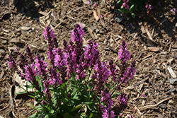 Pink Nebula Meadow Sage (Salvia nemorosa 'Pink Nebula') at Canadale Nurseries