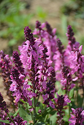 Pink Nebula Meadow Sage (Salvia nemorosa 'Pink Nebula') at Canadale Nurseries