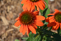 Artisan Soft Orange Coneflower (Echinacea 'PA1308374') at Canadale Nurseries