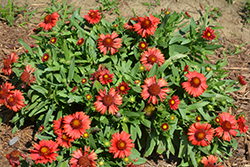 SpinTop Red Blanket Flower (Gaillardia aristata 'SpinTop Red') at Canadale Nurseries