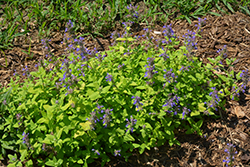 Chartreuse On The Loose Catmint (Nepeta 'Chartreuse On The Loose') at Canadale Nurseries