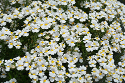 Sunsatia Coconut Nemesia (Nemesia 'Sunsatia Coconut') at Canadale Nurseries