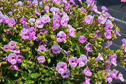 Catalina Pink Torenia (Torenia 'Dancatpink') at Canadale Nurseries