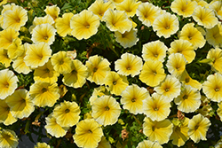 Supertunia Saffron Finch Petunia (Petunia 'Balcobees') at Canadale Nurseries