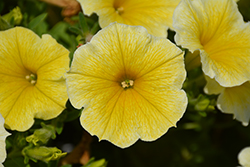 Supertunia Saffron Finch Petunia (Petunia 'Balcobees') at Canadale Nurseries