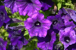 Supertunia Mini Vista Ultramarine Petunia (Petunia 'WNPETMVUM24') at Canadale Nurseries