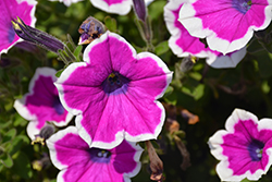 Supertunia Hoopla Vivid Orchid Petunia (Petunia 'DPETPW1782') at Canadale Nurseries