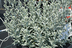 GardenGhost Artemisia (Artemisia 'GardenGhost') at Canadale Nurseries