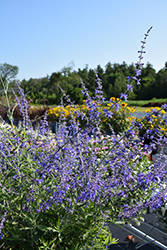 Crazy Blue Russian Sage (Perovskia atriplicifolia 'Crazy Blue') at Canadale Nurseries