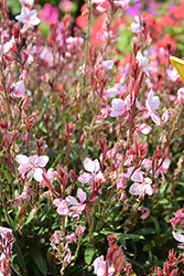 Steffi Blush Pink Gaura (Gaura lindheimeri 'Steffi Blush Pink') at Canadale Nurseries