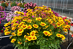 Solanna Sunset Bright Tickseed (Coreopsis grandiflora 'Solanna Sunset Bright') at Canadale Nurseries