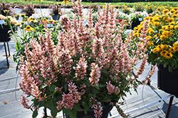 Pink Pearl Hyssop (Agastache 'Pink Pearl') at Canadale Nurseries