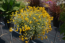 Flambe Yellow Strawflower (Chrysocephalum apiculatum 'Flochryel') at Canadale Nurseries