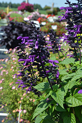 Rockin' Deep Purple Sage (Salvia 'BBSAL09001') at Canadale Nurseries